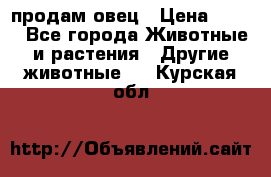  продам овец › Цена ­ 100 - Все города Животные и растения » Другие животные   . Курская обл.